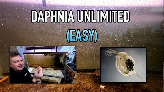 How I Raise Daphnia Water Fleas And You Can Too [upl. by Aronid]