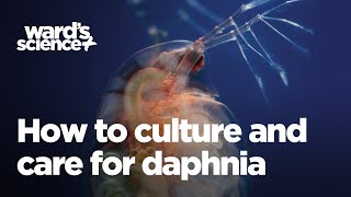 Caring and Culturing for Daphnia [upl. by Maghutte]