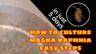 How to Culture Magna Daphnia Easily [upl. by Bubalo]