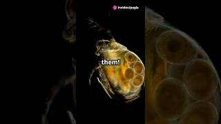 How to culture Daphnia for your Aquarium [upl. by Isyad]