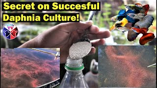 How to Culture Daphnia Successfully [upl. by Cooperstein34]