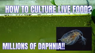 How to Culture Daphnia Secret Method to Breed MILLIONS  Simply Aquatic [upl. by Jacquelin]