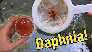 How I Culture Daphnia In Outdoor Tubs [upl. by Fechter]