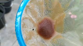 How to culture daphnia moina in a small container Part 1 English Subtitle [upl. by Ardnuaek]