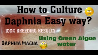 Daphnia MagnaHow to Culture Daphnia Easy wayCulturing Daphnia using Green water Daphnia [upl. by Center]