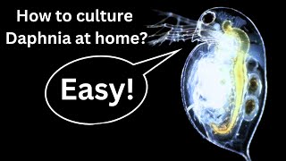 BEST Live Fish Food Beginner guide How to Culture Daphnia at home [upl. by Curtis]