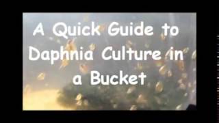 How to culture daphnia outside [upl. by Violette]