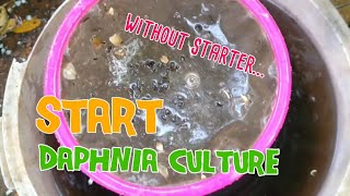 How to culture daphnia moina the easy way 1  Starting the Daphnia culture [upl. by Cusick962]