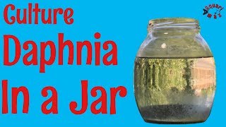 How to Culture Daphnia in a Jar [upl. by Floria280]