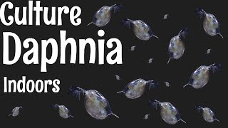 How to Culture Daphnia [upl. by Ahsita]