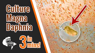 How to culture DAPHNIA MAGNA  The easy way [upl. by Annil]