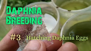 Daphnia Culture made simple and easy 3  Hatching Daphnia eggs [upl. by Sela]