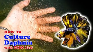 How to Culture Daphnia with ZERO Cost  Unlimited Live Food For Our Fish [upl. by Orianna]