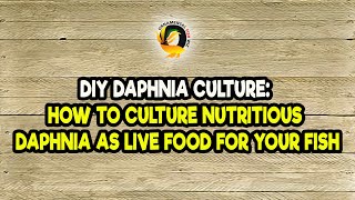 DIY Daphnia Culture How to Culture Nutritious Daphnia as Live Food for Your Fish [upl. by Esinert]