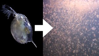 How I Culture Daphnia [upl. by Olaznog]