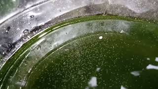 DAPHNIA MOINA CULTURE IN A SMALL BUCKET [upl. by Xineohp7]