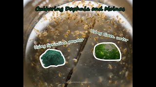 How To Culture Daphnia and Moinas using Green Water Spirulina powder [upl. by Lay]