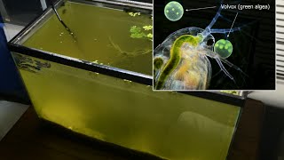 Raising Daphnia for the Freshwater Aquarium [upl. by Columbine]