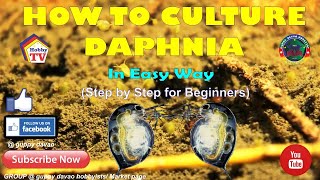 HOW TO CULTURE DAPHNIA In Easy Way [upl. by Sibyl]